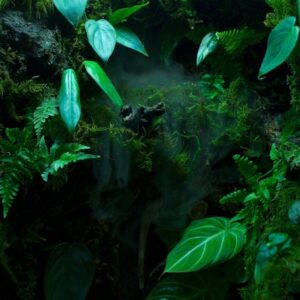 Rainforest Terrarium
