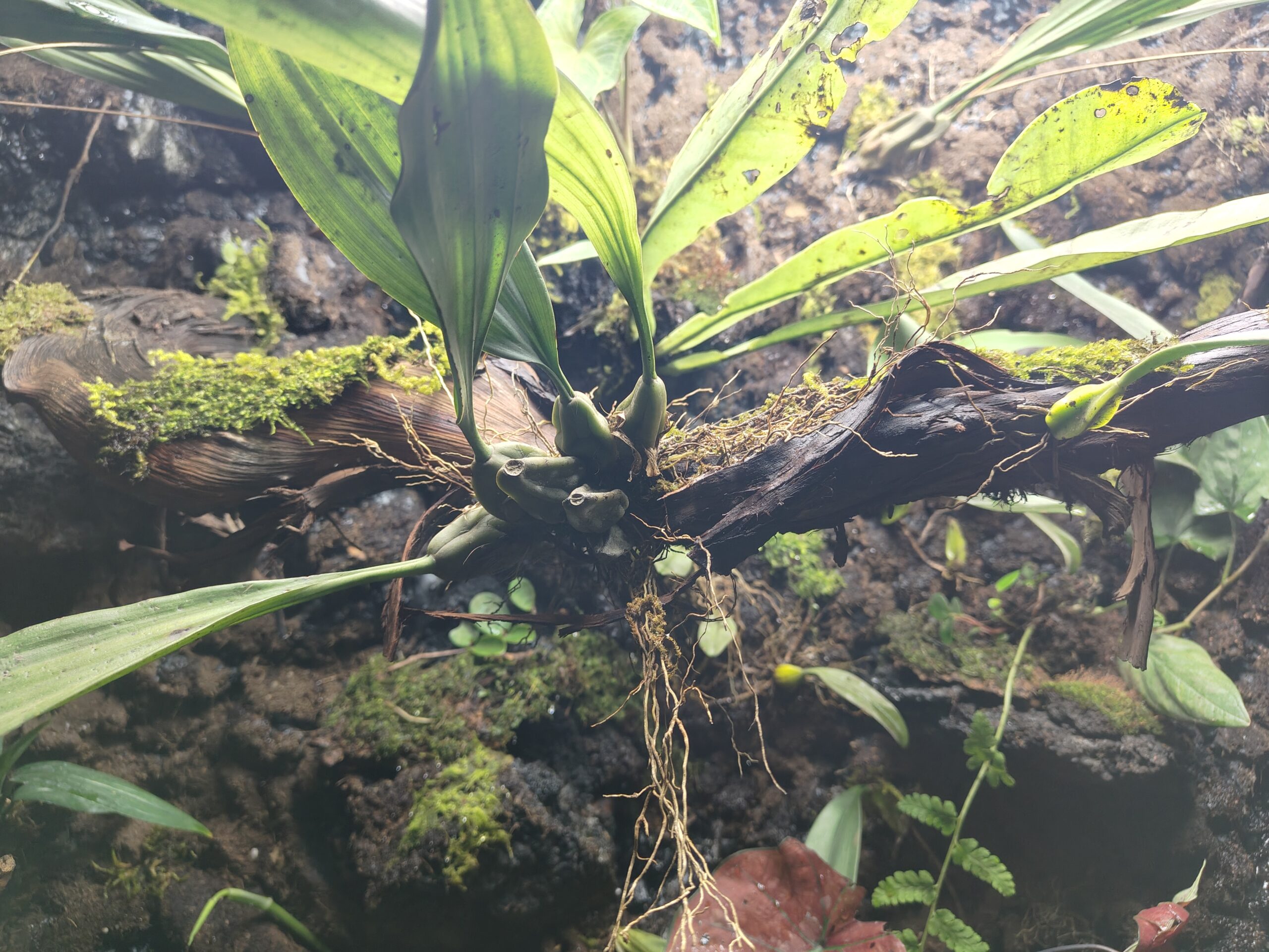 Rattlesnake Orchid – Large