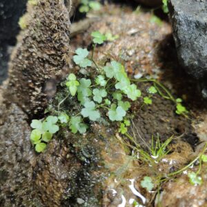 Creeping Rabbit’s Foot Fern