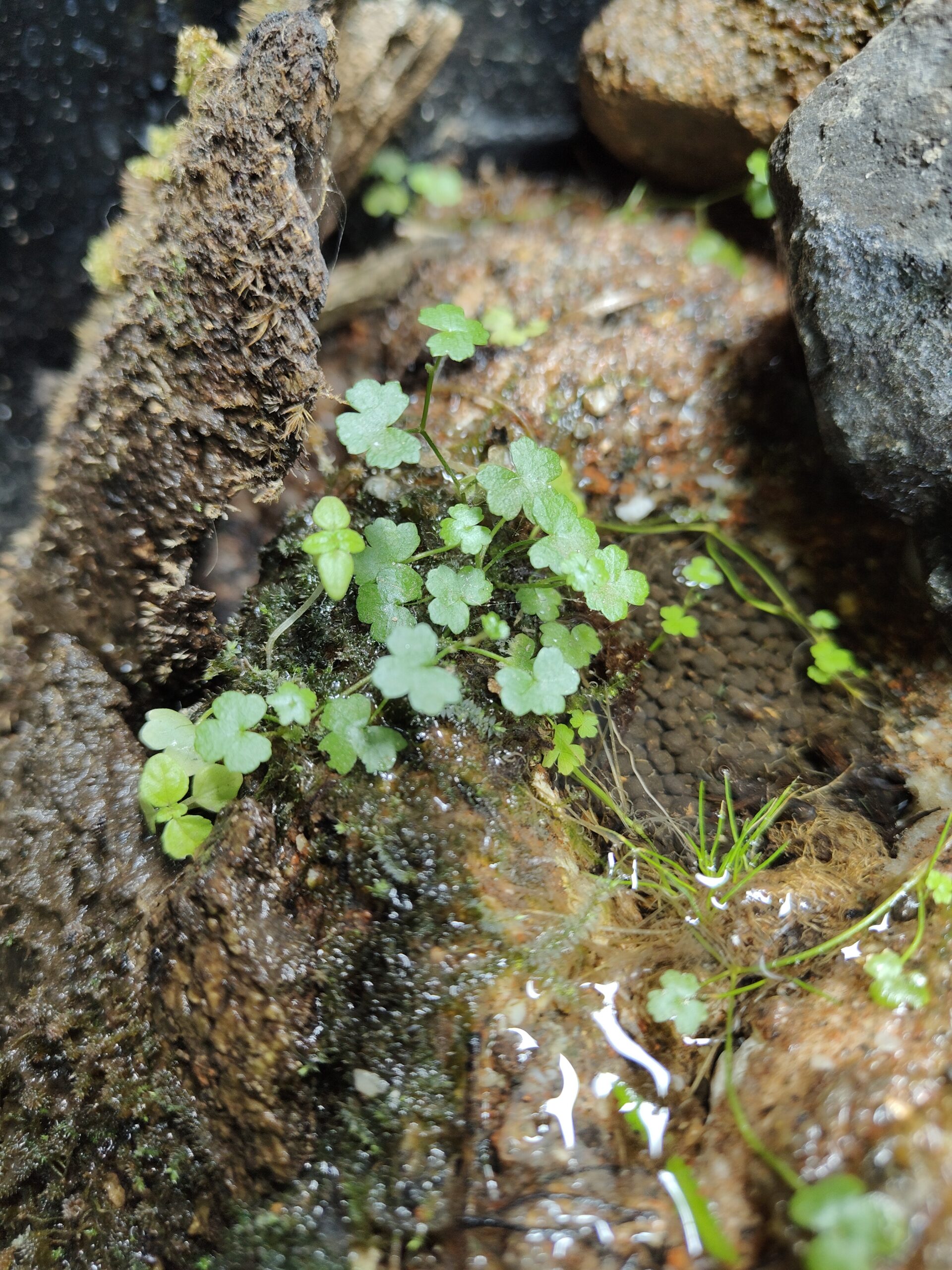 Creeping Rabbit’s Foot Fern