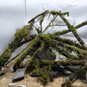 Moss Branch 1 ft
