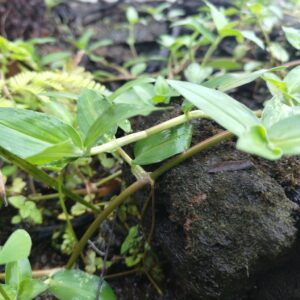 Green Brazilian Creeper