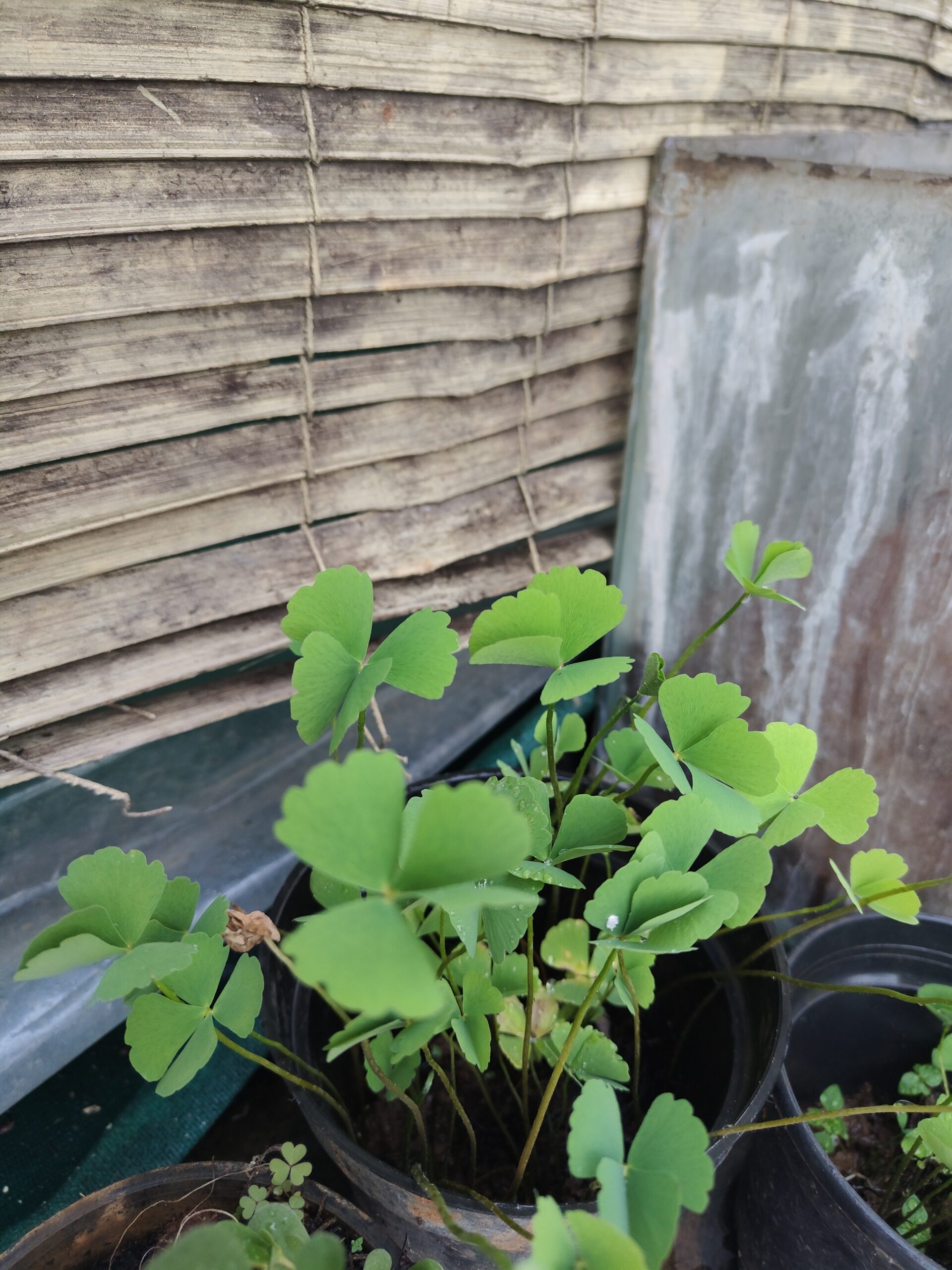 Creeping butterfly clover - Image 3