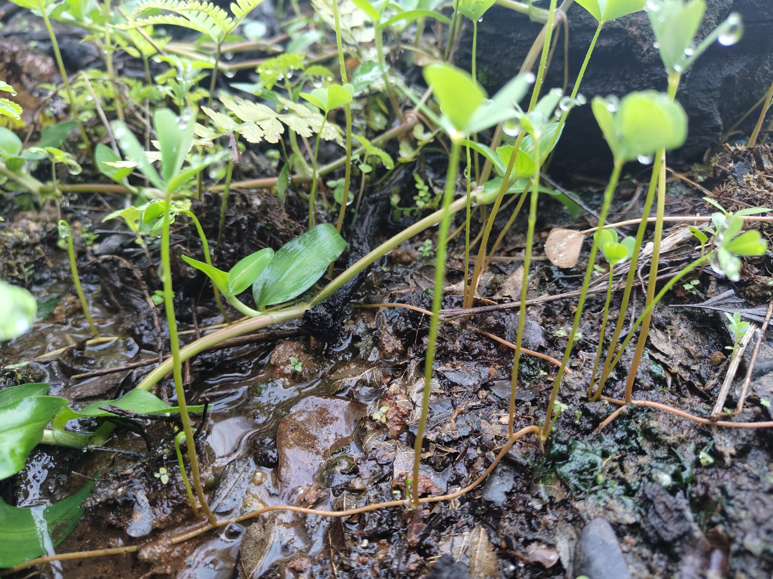 Creeping butterfly clover - Image 2