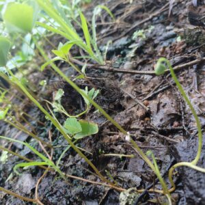 Creeping butterfly clover