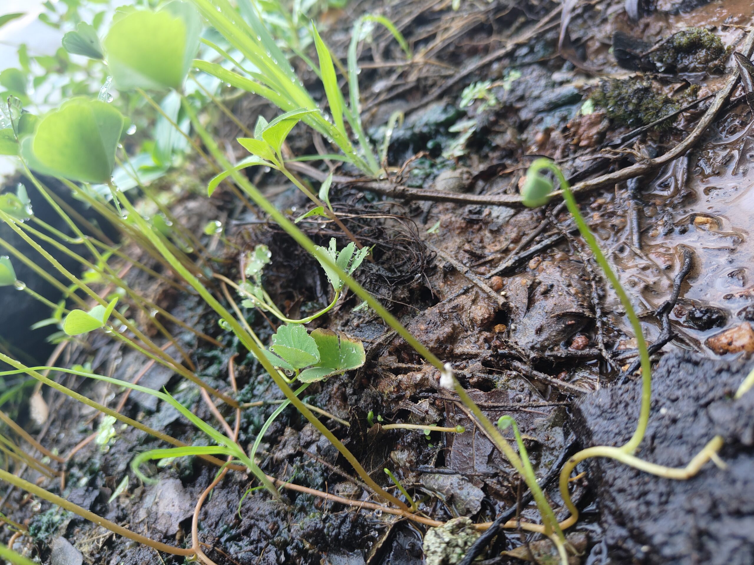 Creeping butterfly clover
