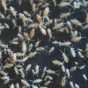 Springtails culture 20-50 pc