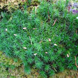 Haircap Moss (10 strands)