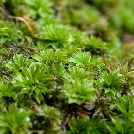 Baby Tooth Moss Seedlings (15 Seeds)