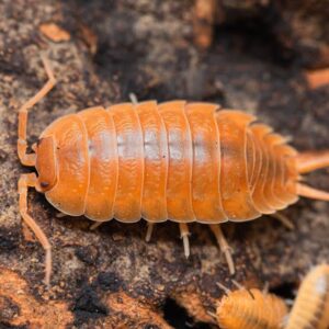 Orange Dust Isopods 2pc