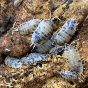 Dairy cow Isopods 2pc